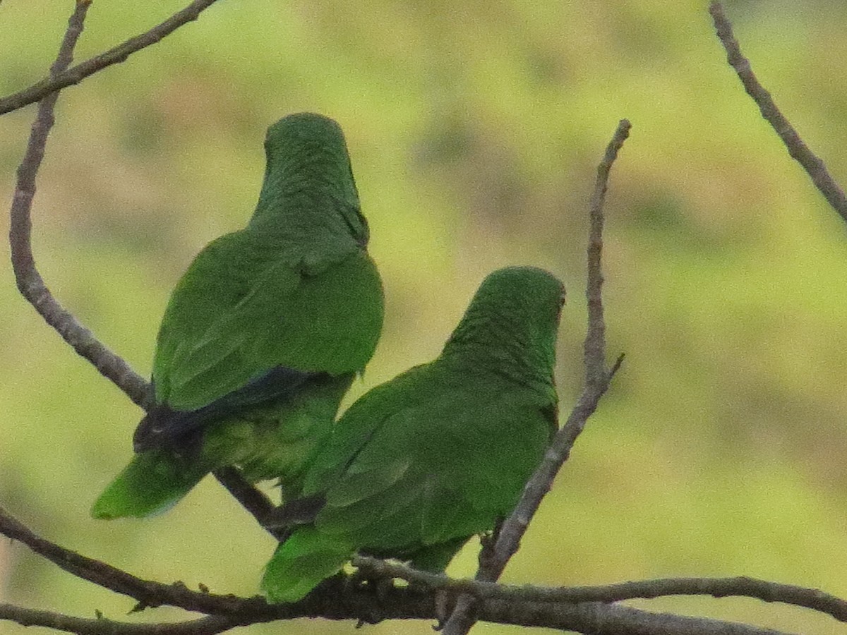 White-fronted Parrot - ML417000851