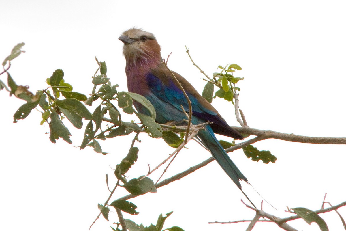 Lilac-breasted Roller - ML417001851