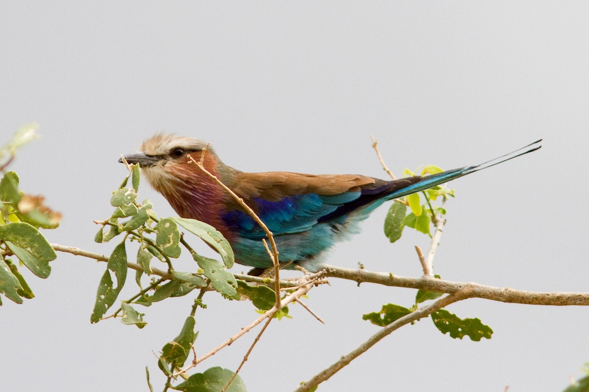 Lilac-breasted Roller - ML417001871
