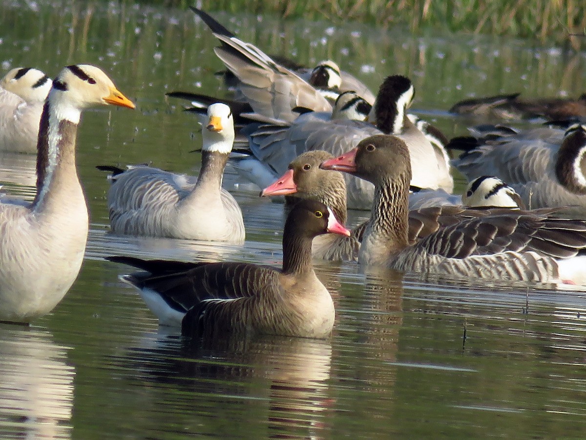 Lesser White-fronted Goose - ML41700531