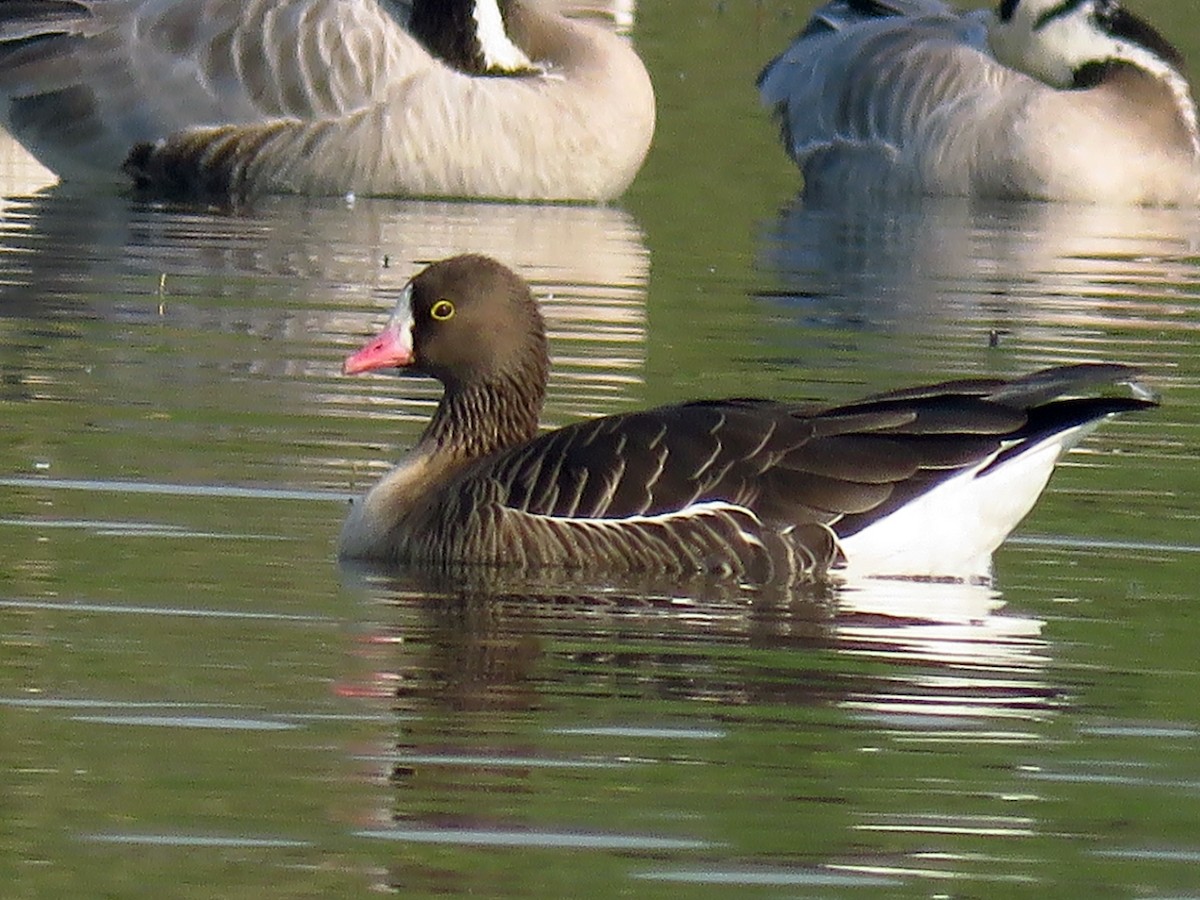 Lesser White-fronted Goose - ML41700541