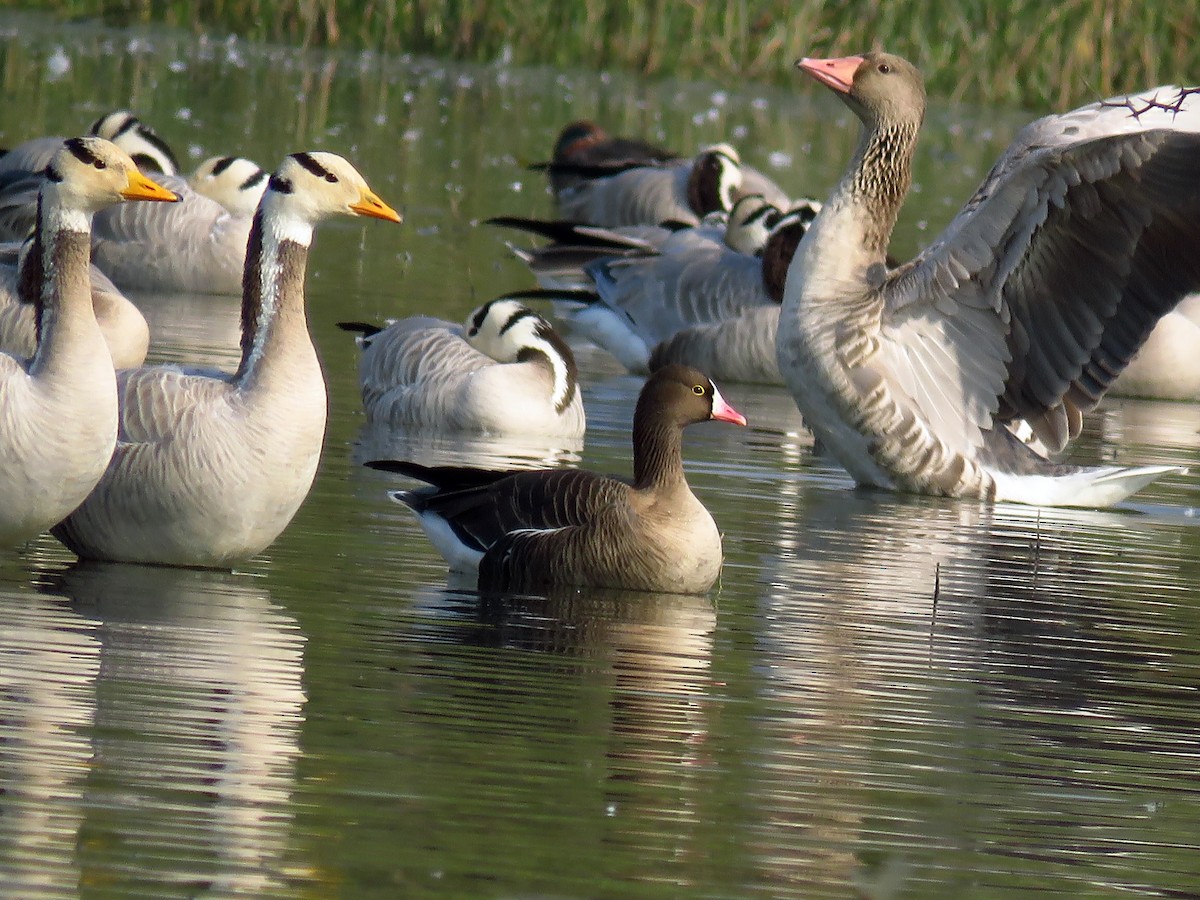 Lesser White-fronted Goose - ML41700601