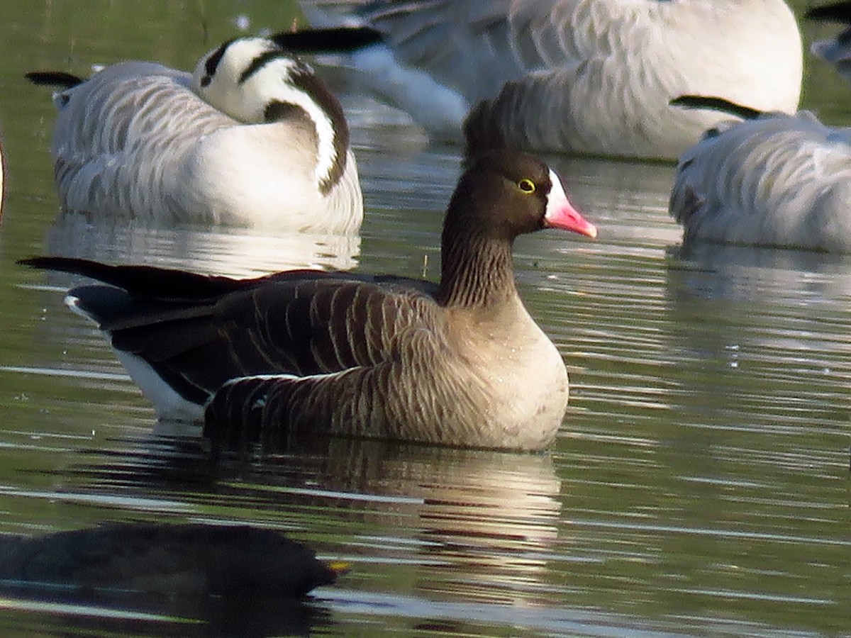 Lesser White-fronted Goose - ML41700611