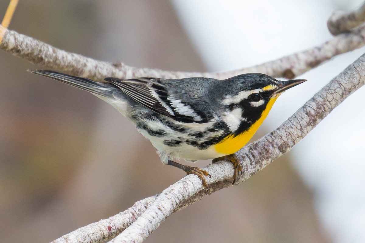 Yellow-throated Warbler - Patrick Van Thull