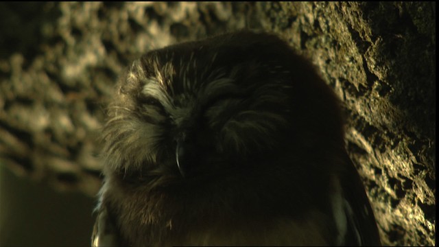 Northern Saw-whet Owl - ML417015