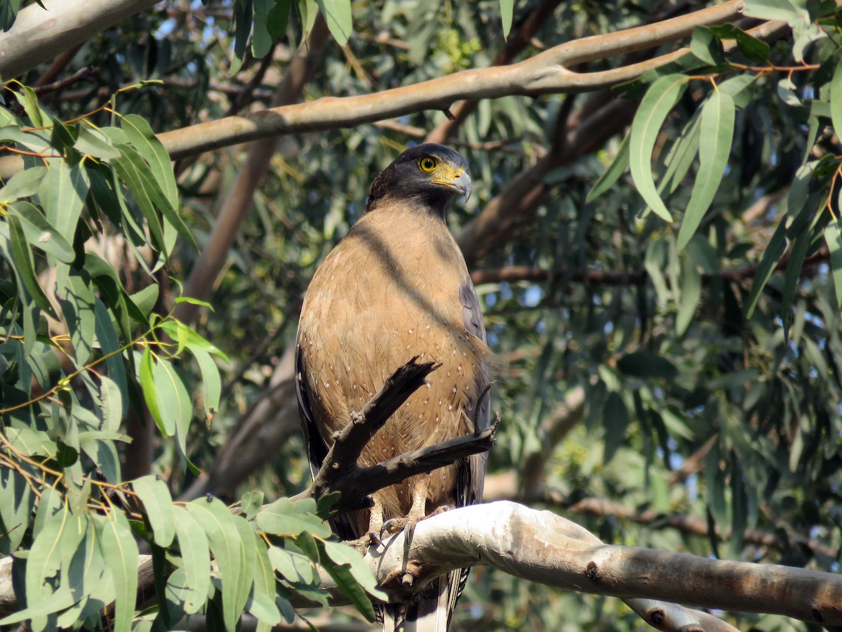 Crested Serpent-Eagle - ML41701531