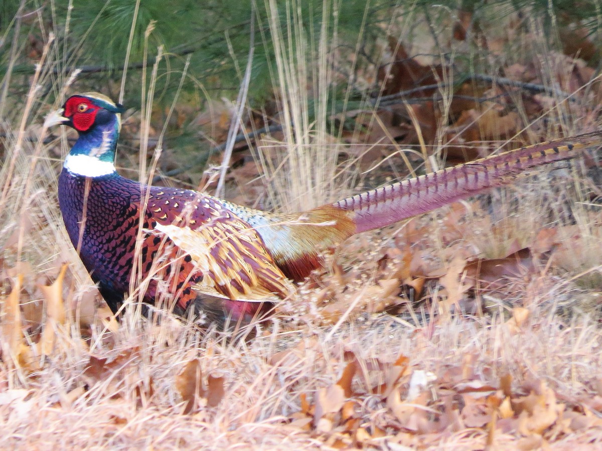 Ring-necked Pheasant - ML41701991