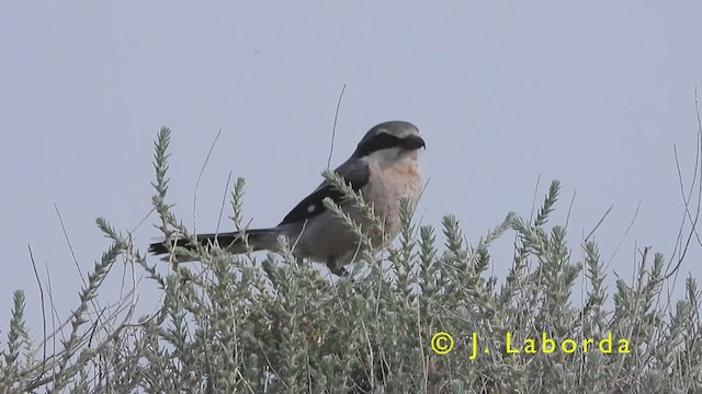 Iberian Gray Shrike - ML417020001