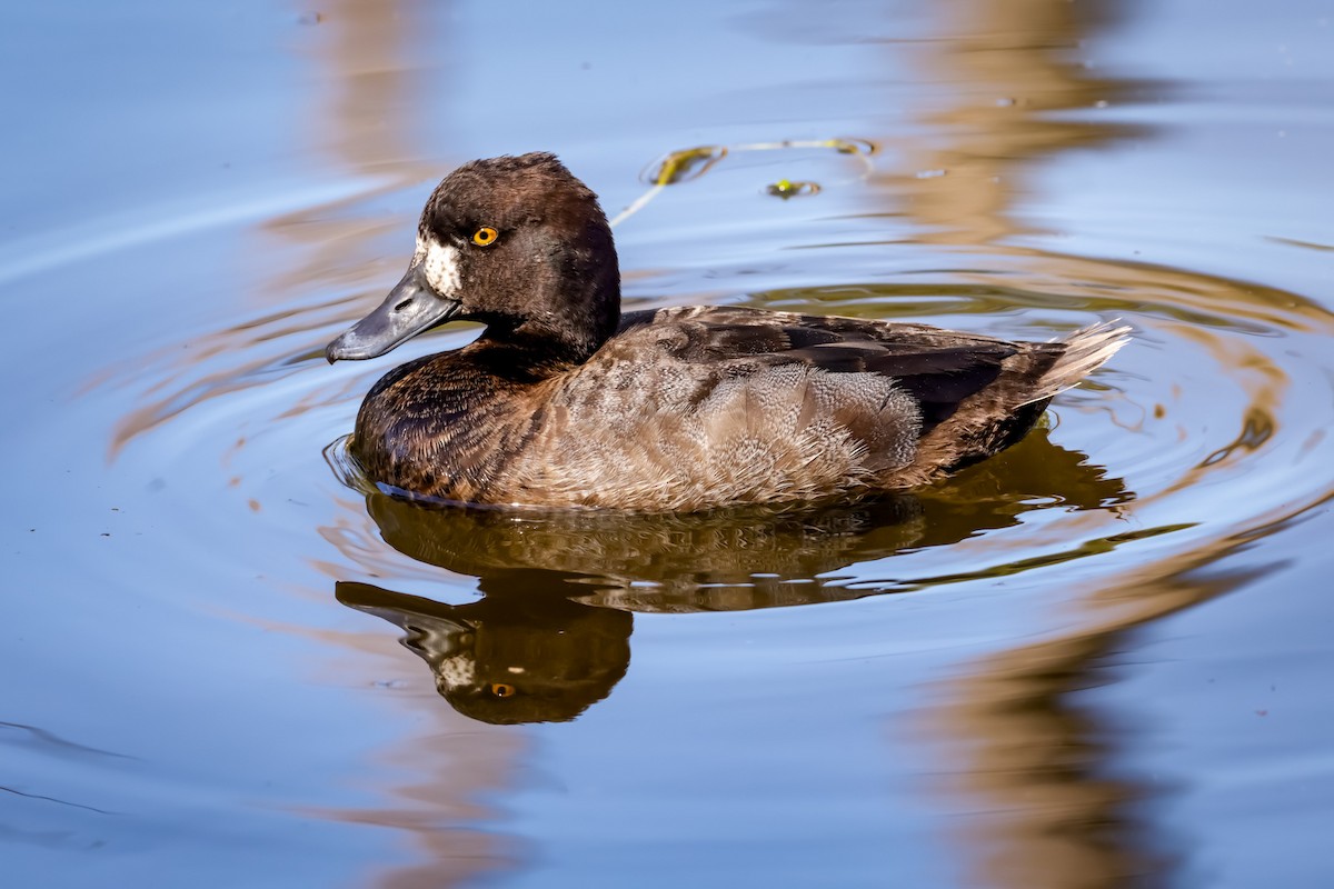 Greater/Lesser Scaup - ML417023231