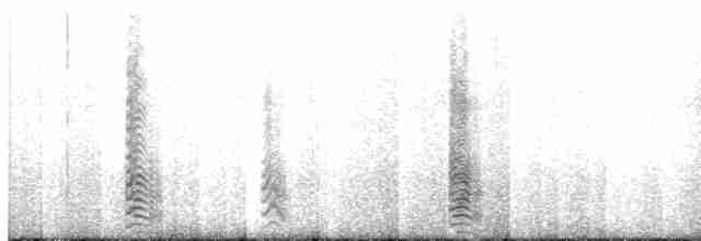 Kahverengi Korsanmartı (antarcticus) - ML417026141