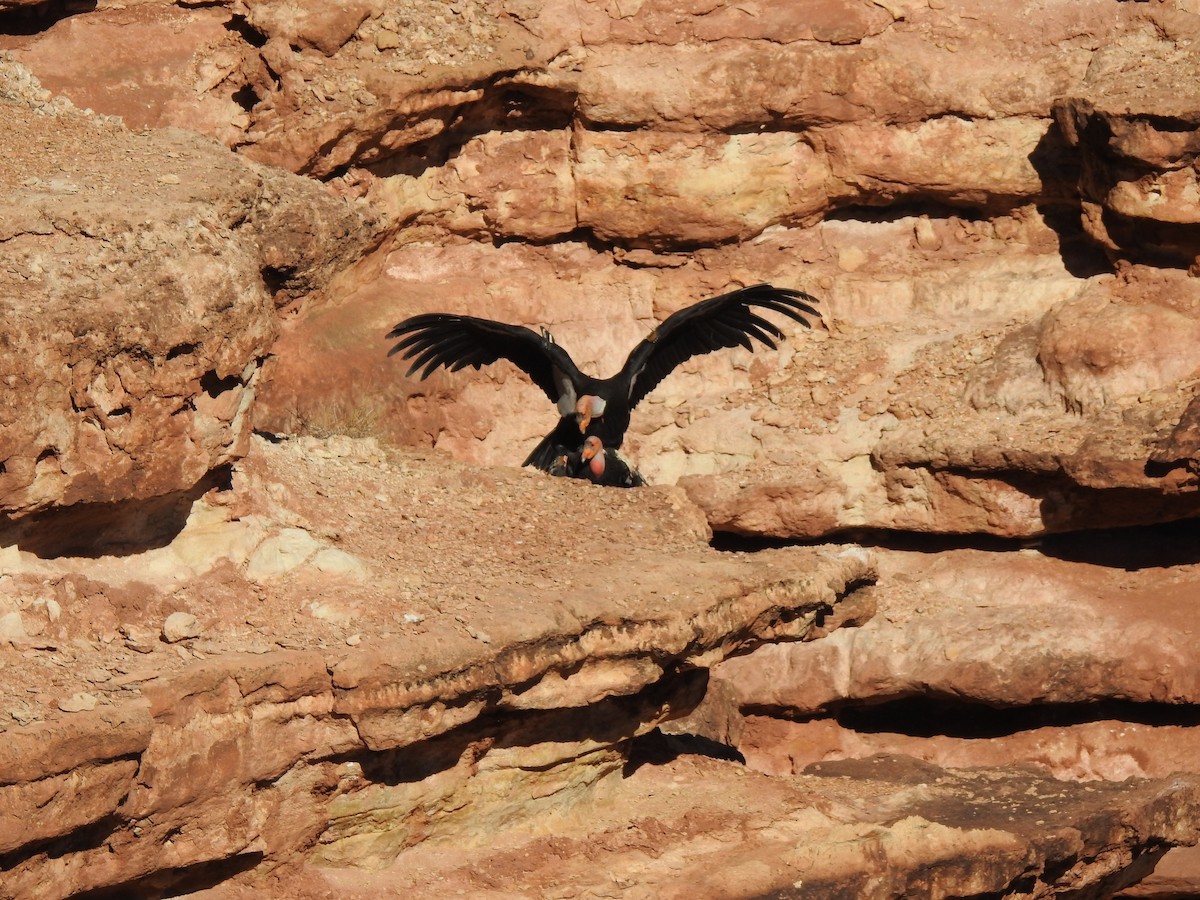 California Condor - Deaver Armstrong