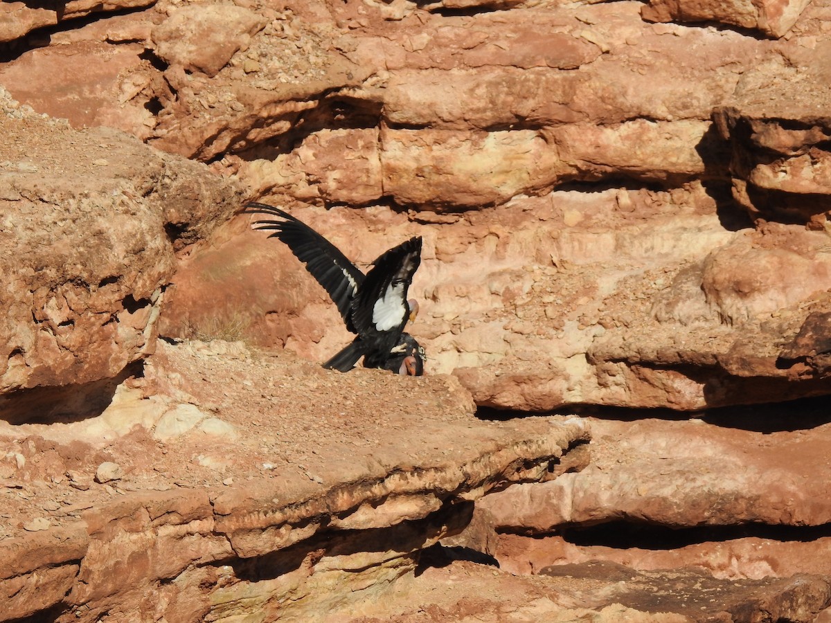 California Condor - Deaver Armstrong
