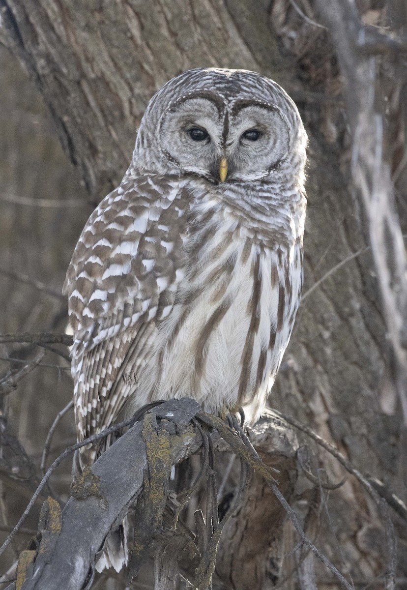 Barred Owl - Central Oregon Historical Records