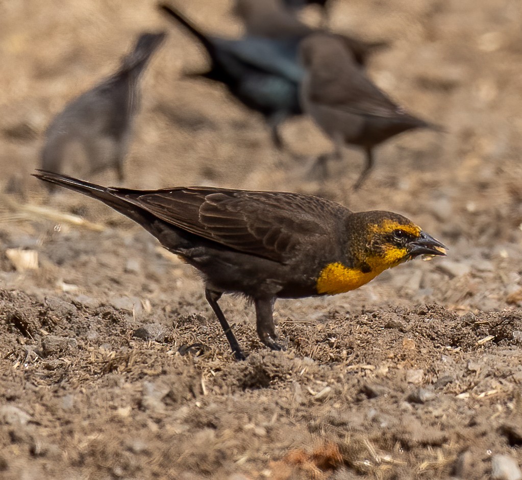 Yellow-headed Blackbird - Edde Burgess