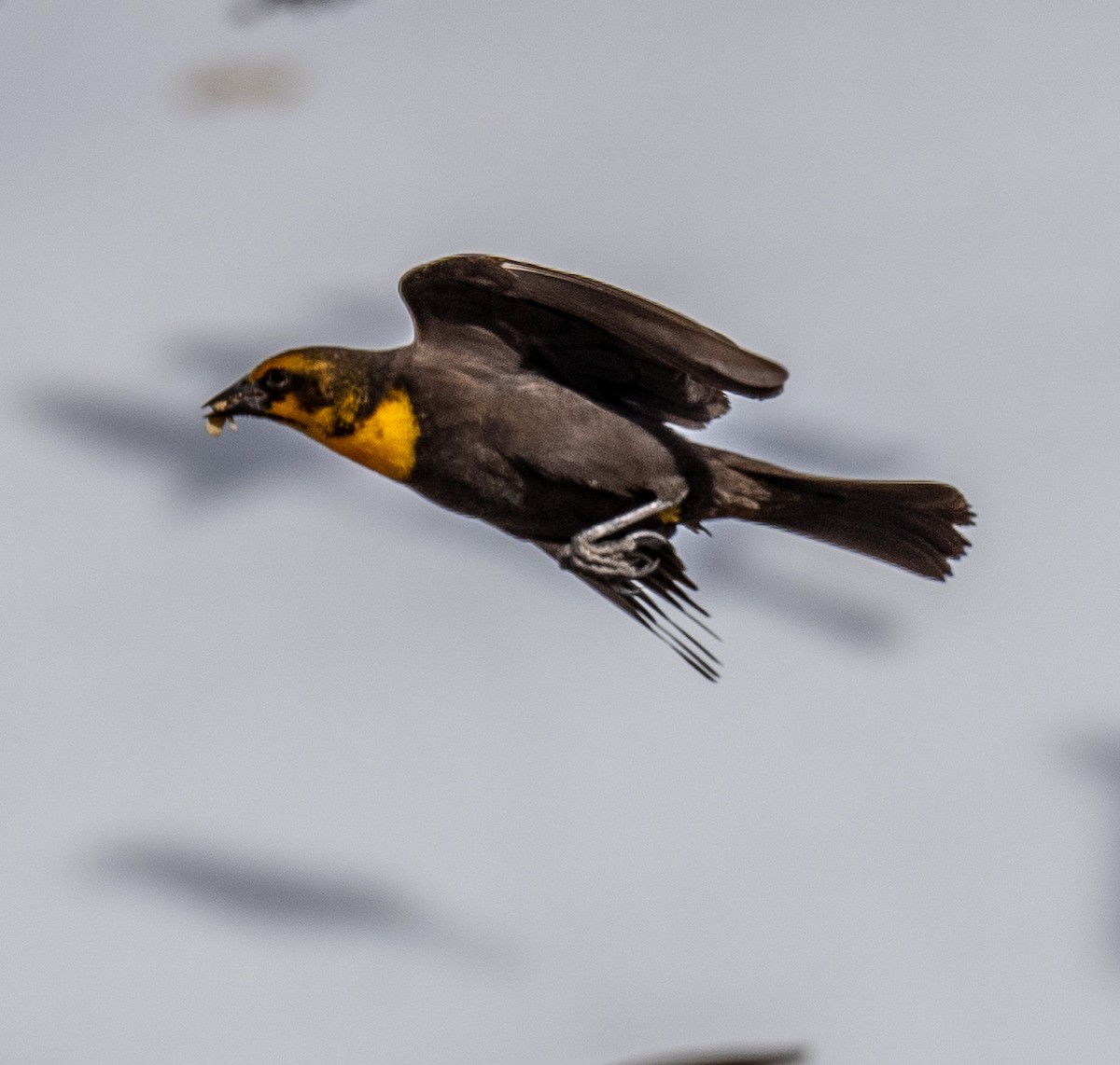 Yellow-headed Blackbird - ML417033711