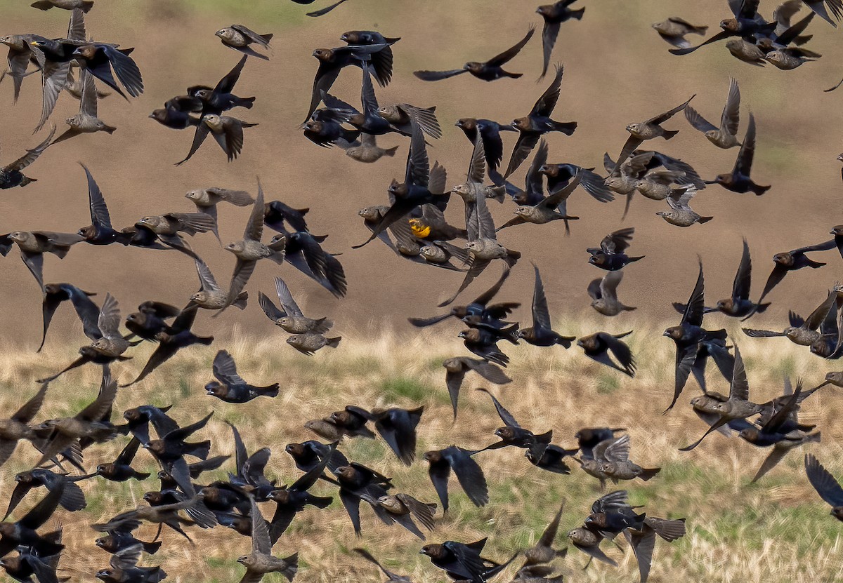 Yellow-headed Blackbird - Edde Burgess