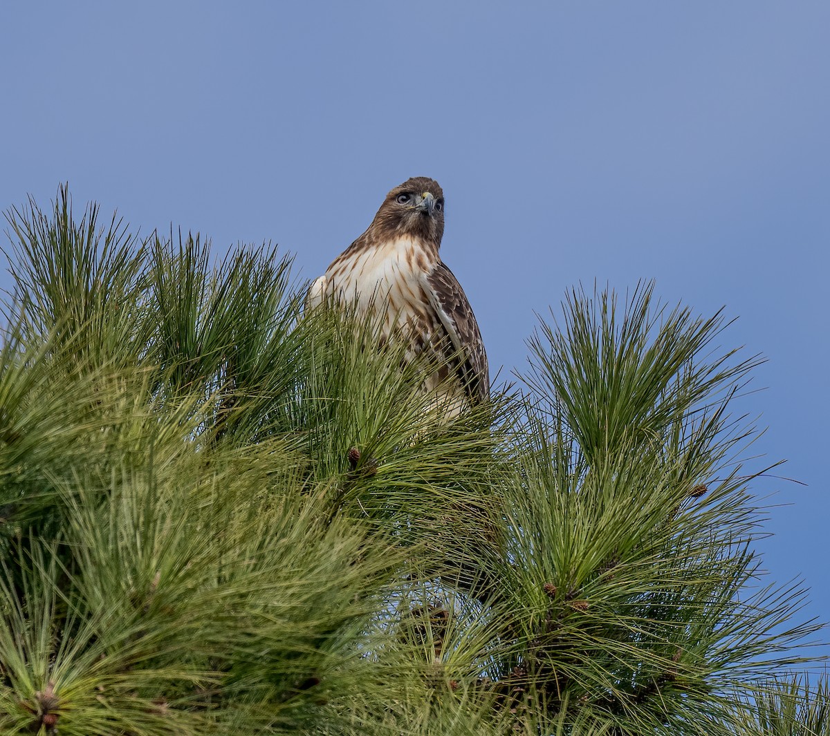 Red-tailed Hawk - Edde Burgess