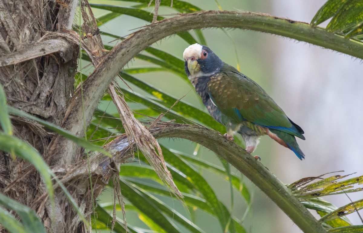 White-crowned Parrot - ML417034621