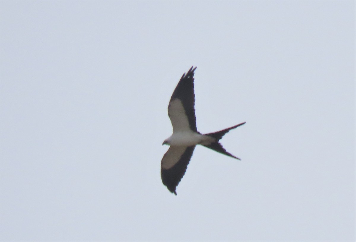 Swallow-tailed Kite - ML417039711