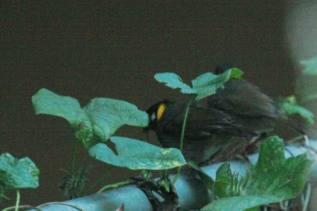 White-eared Ground-Sparrow (White-eared) - ML417040901