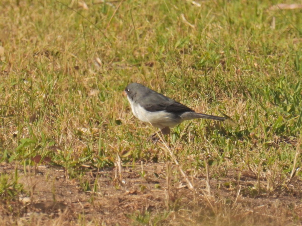 White-bellied Seedeater - ML417040951