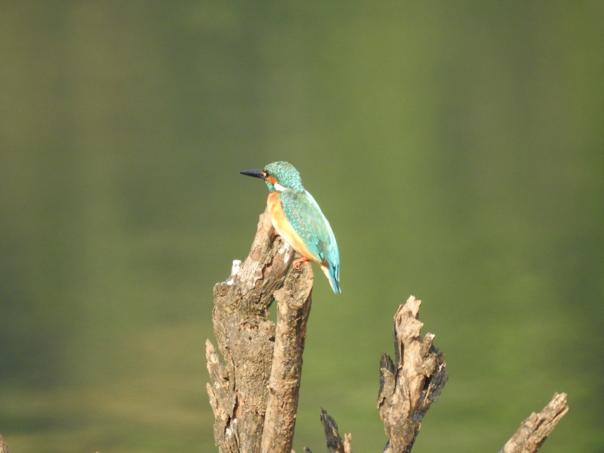 Common Kingfisher - Rajendra Gadgil