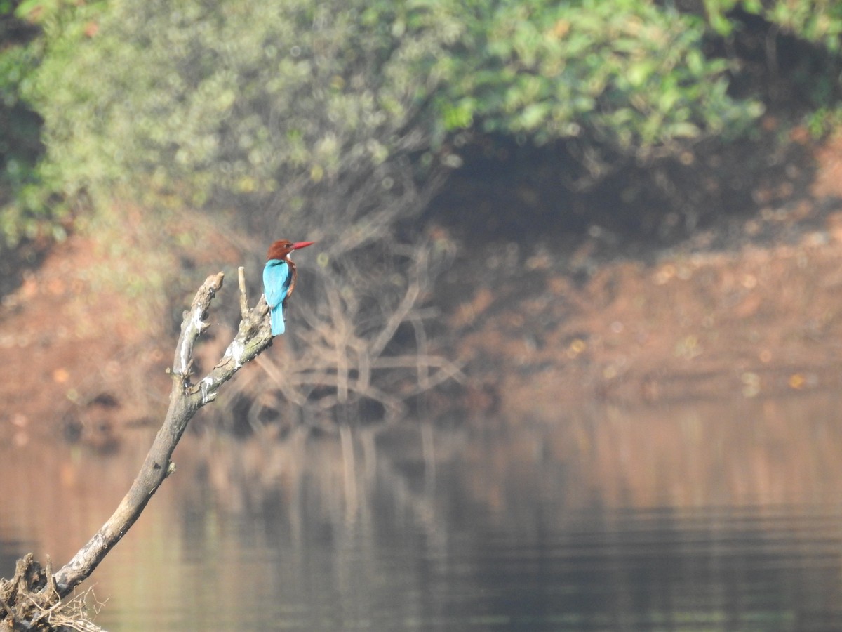 White-throated Kingfisher - Rajendra Gadgil
