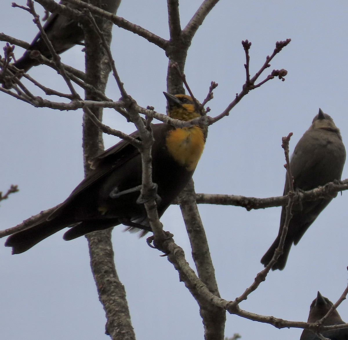 Yellow-headed Blackbird - ML417057711