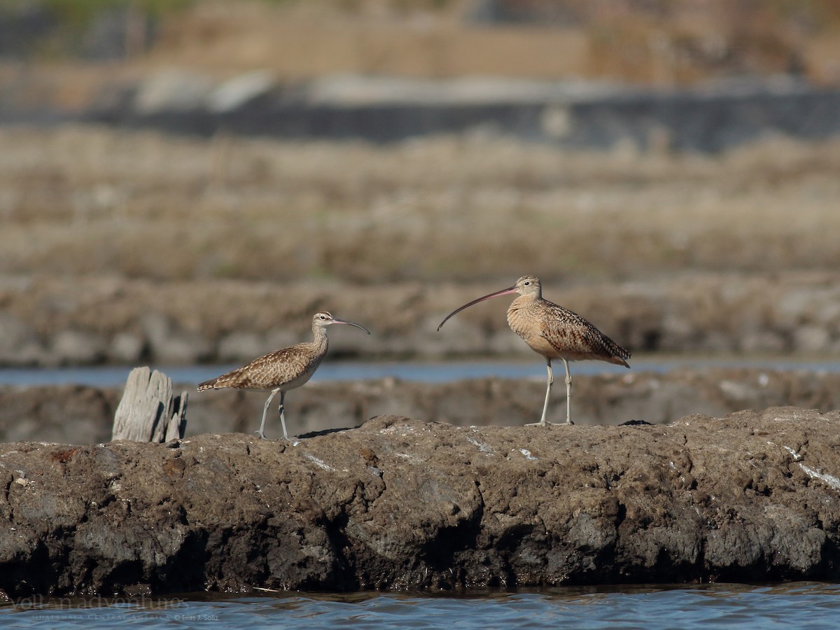 Long-billed Curlew - ML417063411