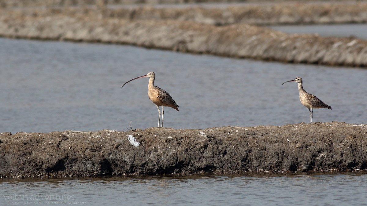 Long-billed Curlew - ML417063511