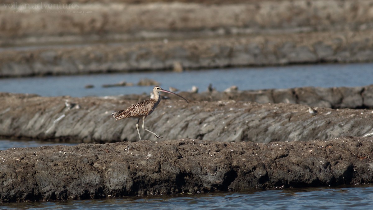 Long-billed Curlew - ML417063531