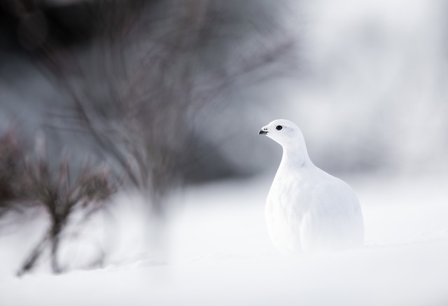 willow ptarmigan winter