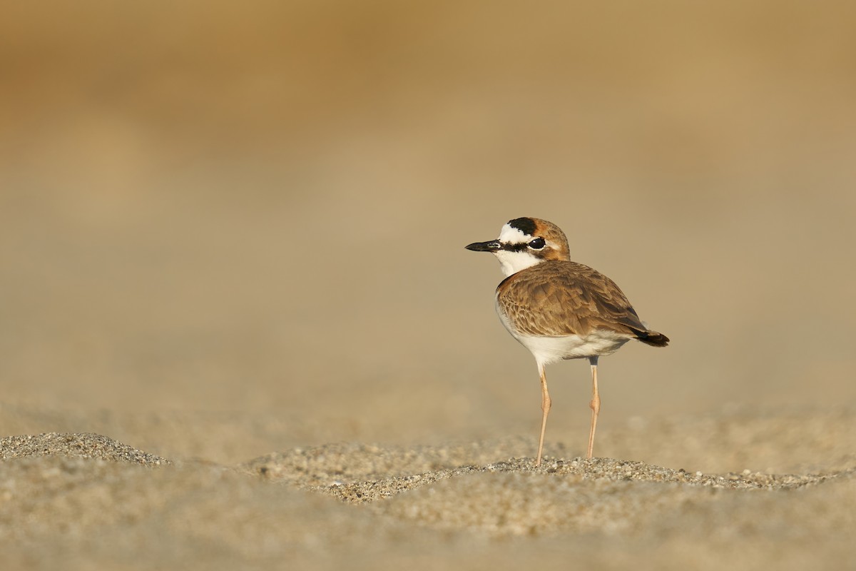 Collared Plover - ML417086301