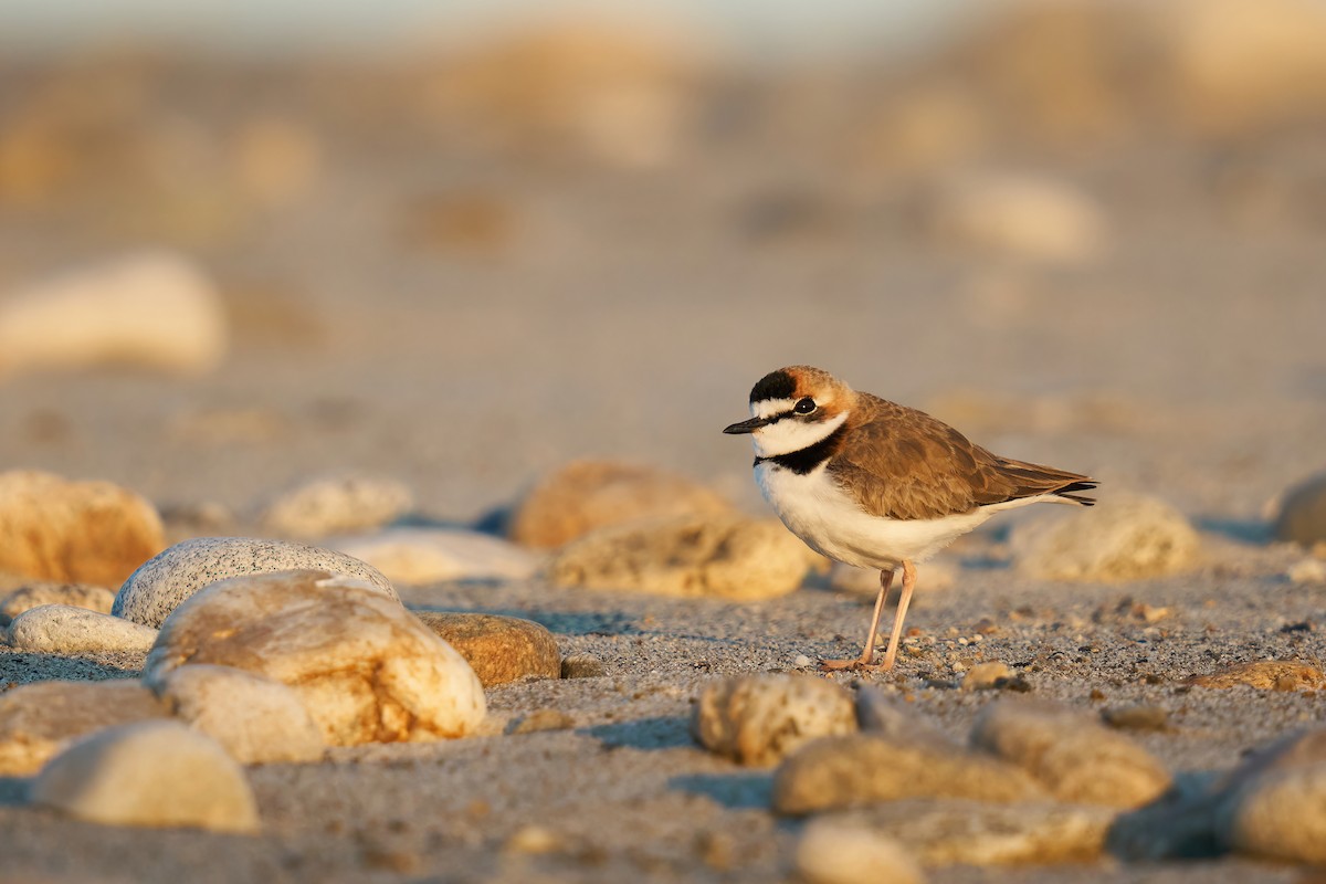 Collared Plover - ML417086311