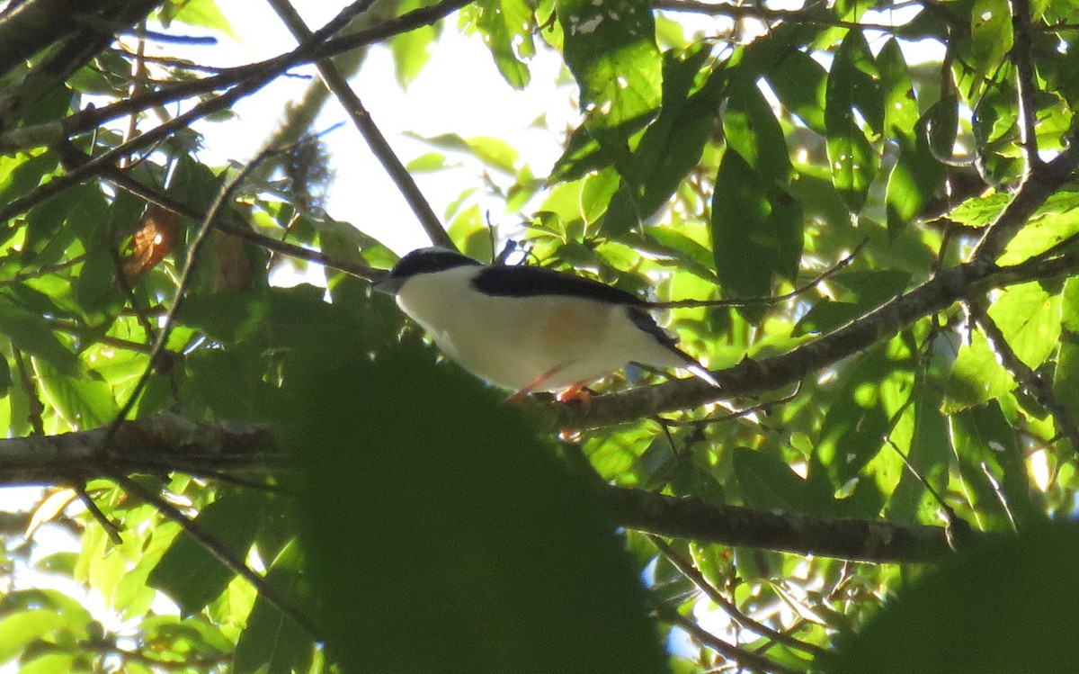 White-browed Shrike-Babbler (Himalajawürgervireo) - ML41708721