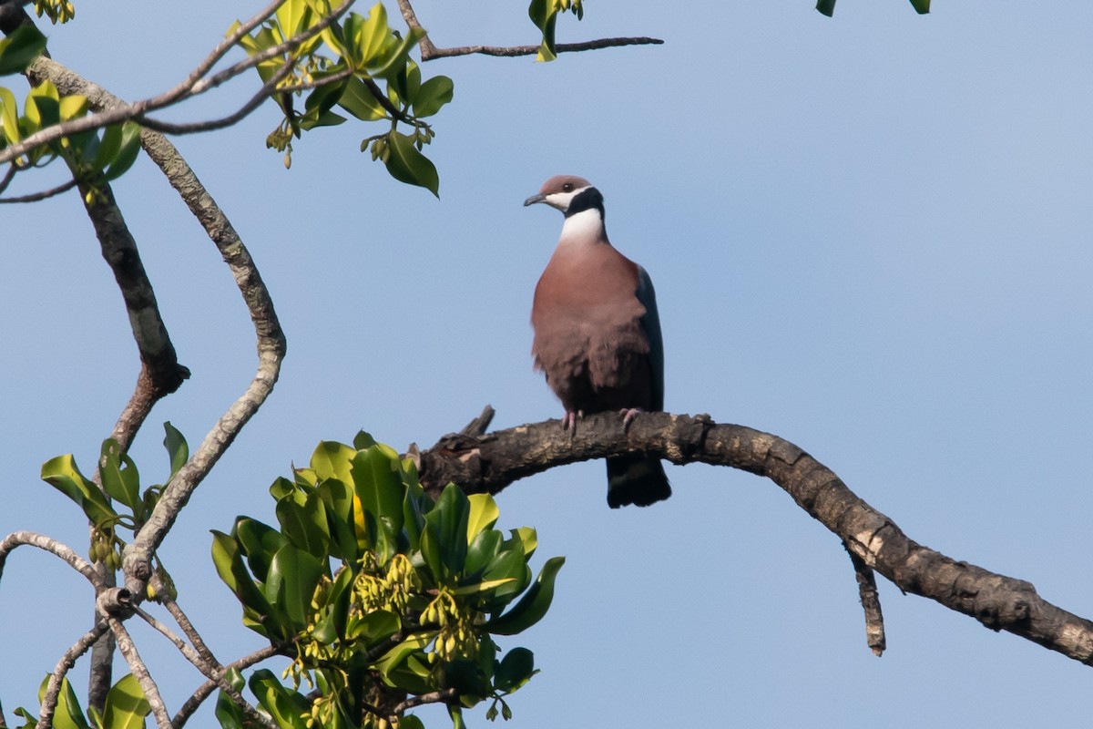 Collared Imperial-Pigeon - ML417087761