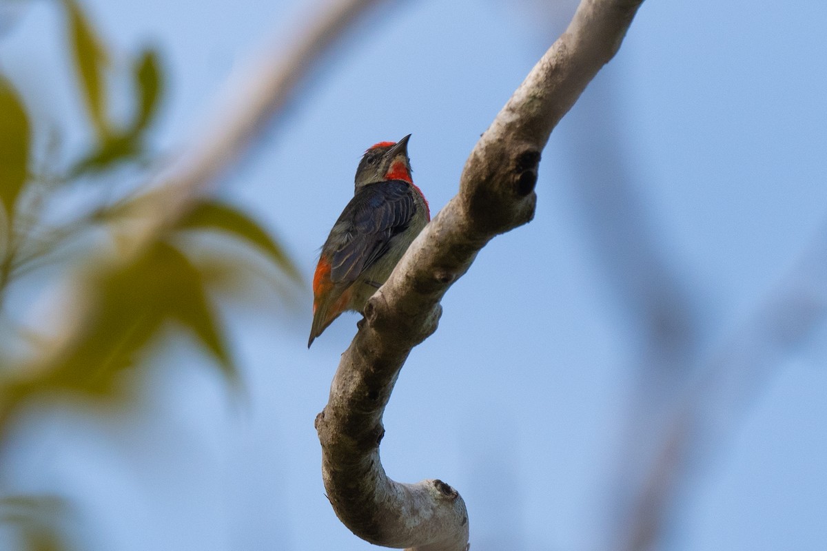 Red-capped Flowerpecker - ML417090511