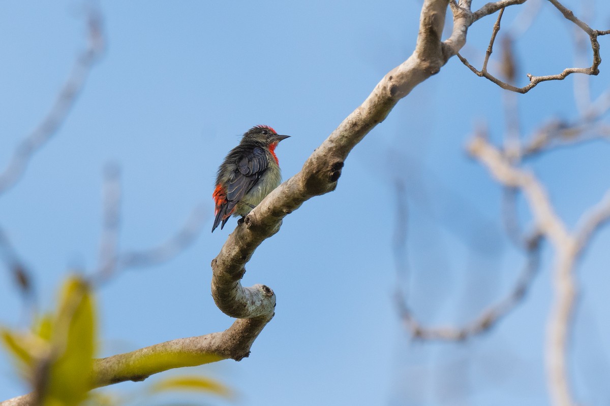 Red-capped Flowerpecker - ML417090541