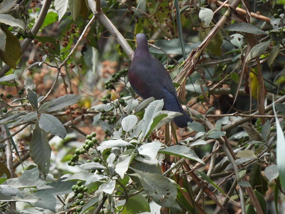 Red-billed Pigeon - María Eugenia Paredes Sánchez