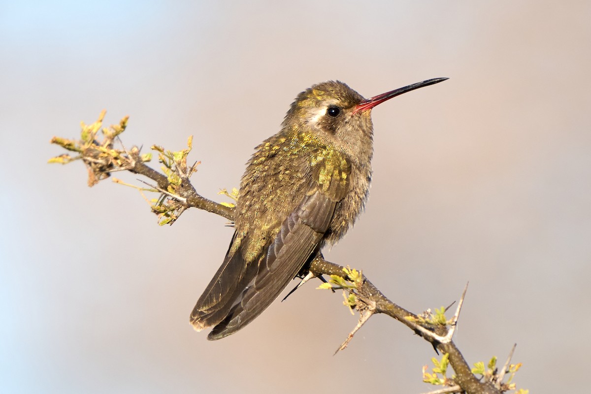 Dusky Hummingbird - ML417095441