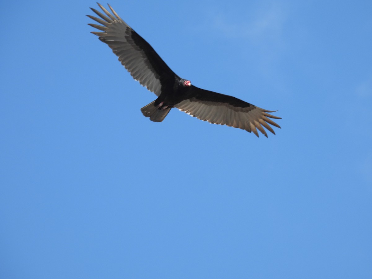 Turkey Vulture - John  Paalvast