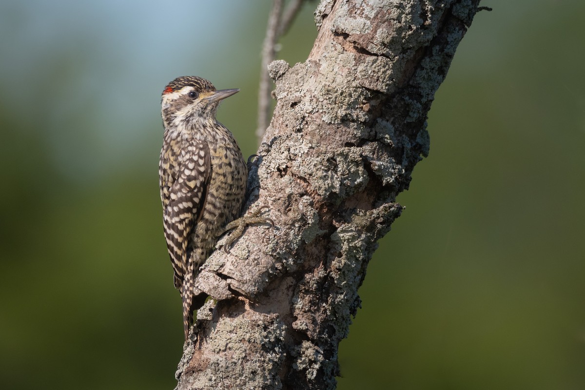 Checkered Woodpecker - Pablo Re