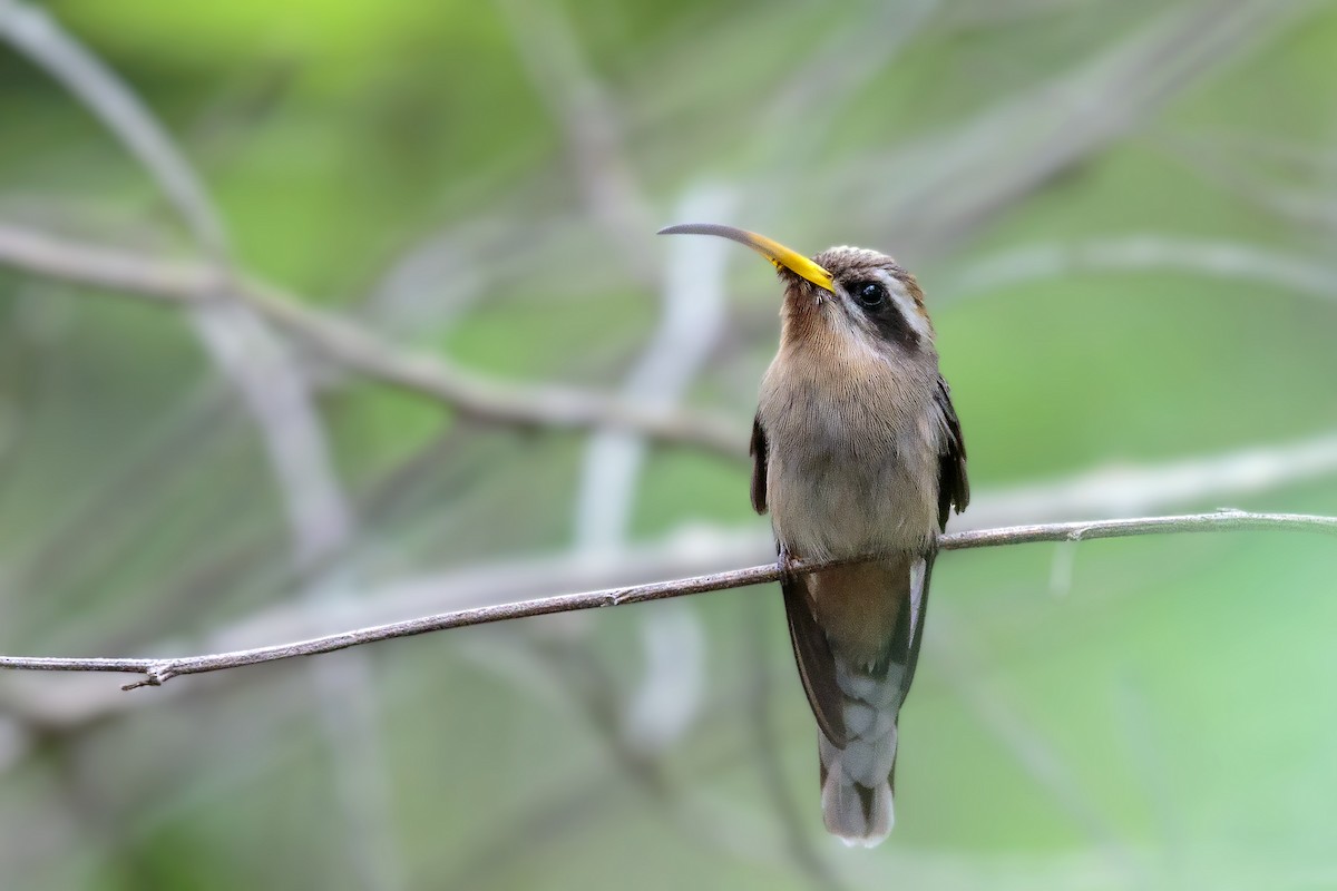 Broad-tipped Hermit - ML417100701
