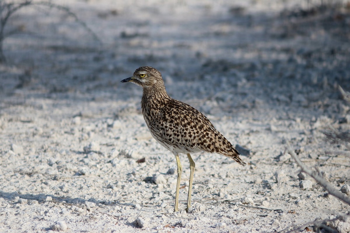 Spotted Thick-knee - ML41710861