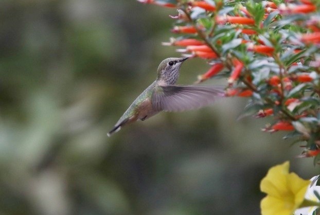 Calliope Hummingbird - ML417111701