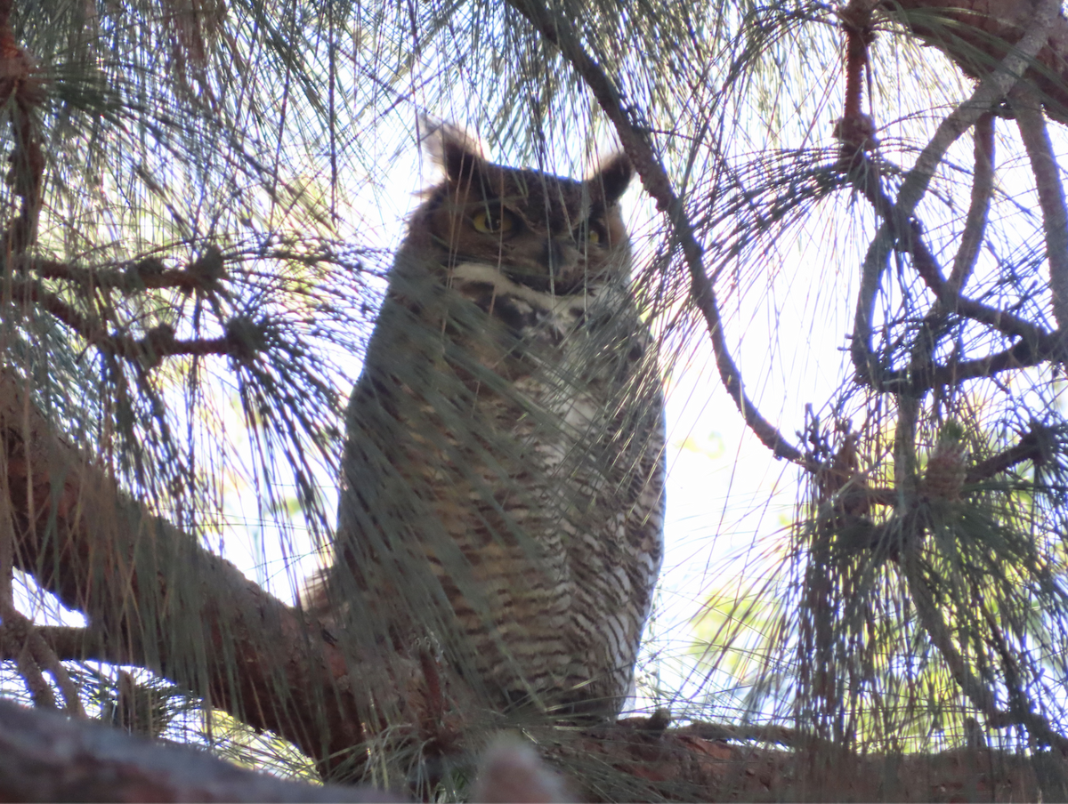 Great Horned Owl - ML417119561
