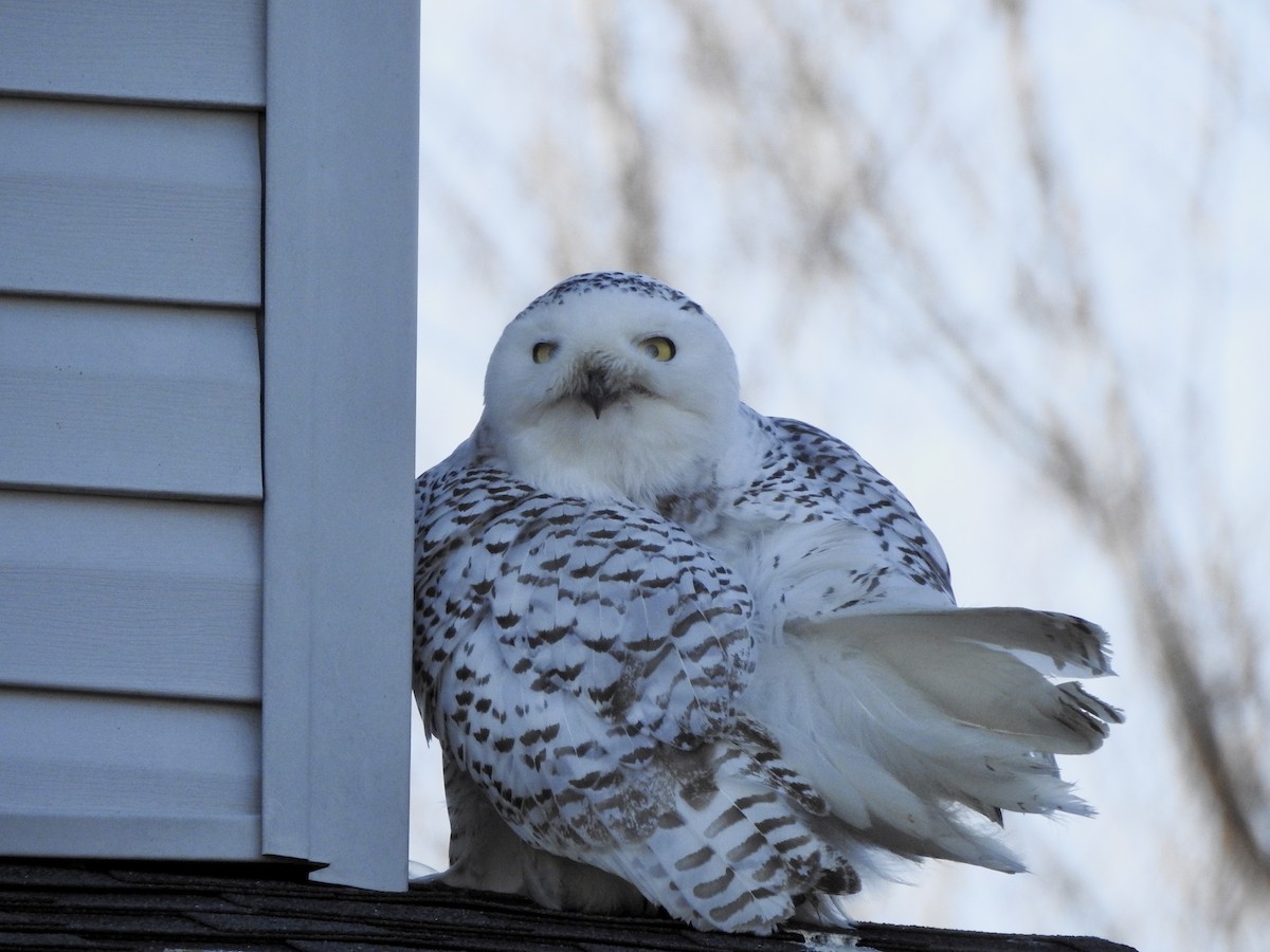 Snowy Owl - ML417122081