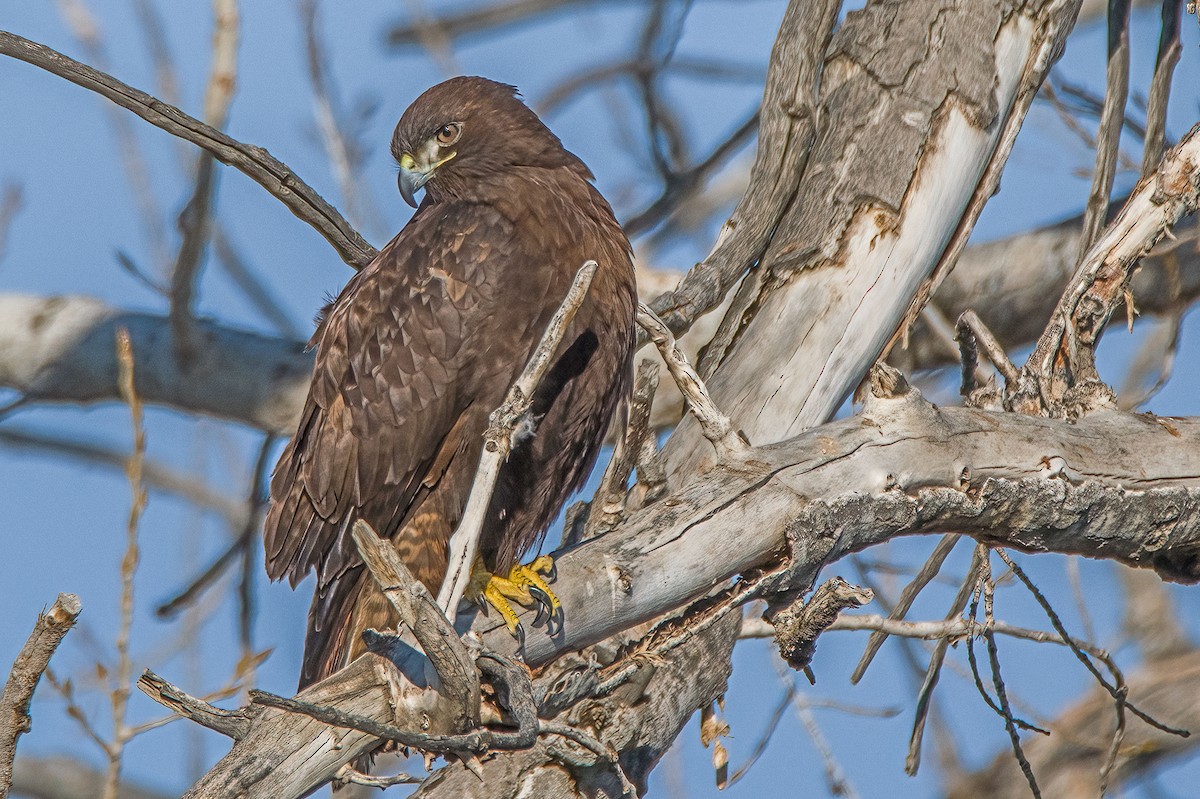 Red-tailed Hawk - ML417126501