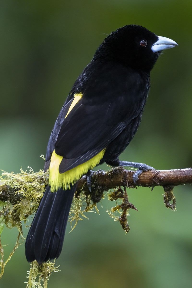 Flame-rumped Tanager (Lemon-rumped) - ML417130531