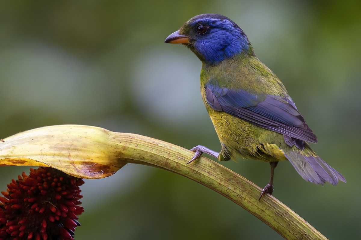 Moss-backed Tanager - ML417130621